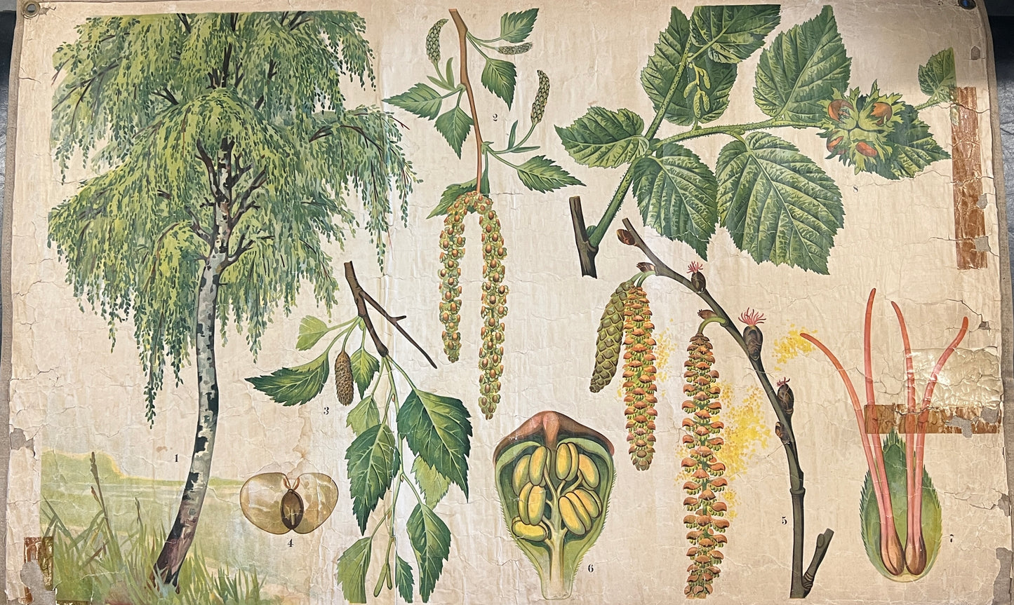 Vintage School Posters- Botanical