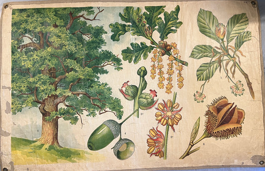 Vintage School Posters- Botanical