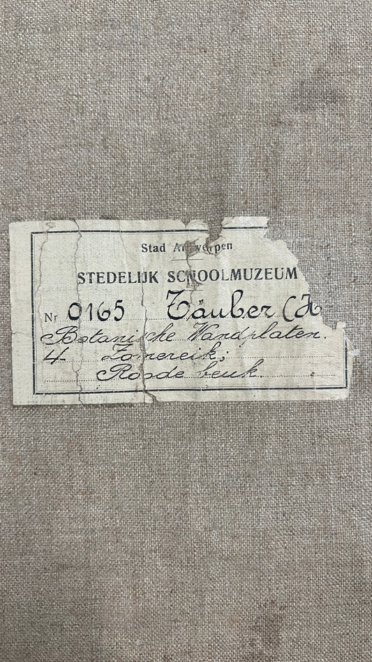 Vintage School Posters- Botanical