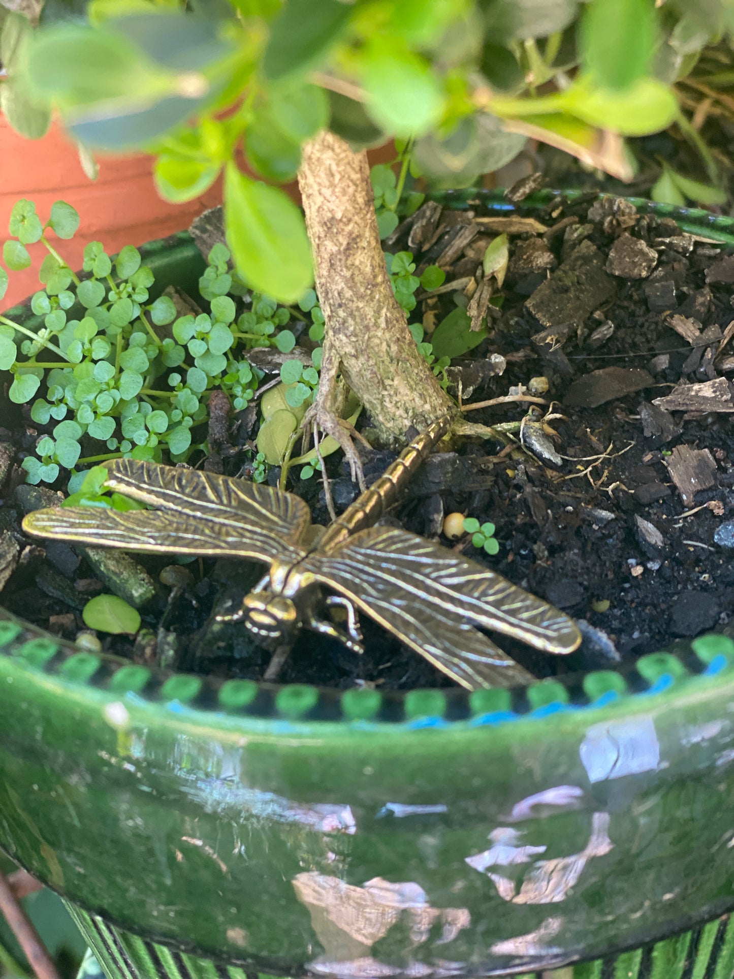 Brass Dragonfly