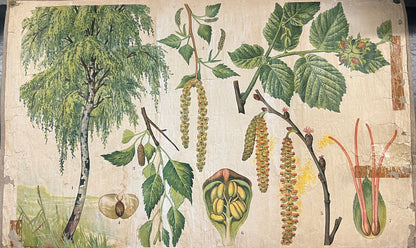 Vintage School Posters- Botanical